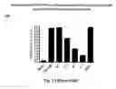 Fig. 20 - DNAzyme-nanoparticle conjugates and methods of use thereof