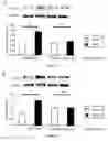 Fig. 02 - Methods for the treatment of cardiovascular fibrosis