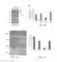 Fig. 03 - COMPOSITIONS AND METHODS FOR TARGETING O-LINKED N-ACETYLGLUCOSAMINE TRANSFERASE AND PROMOTING WOUND HEALING