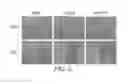 Fig. 07 - COMPOSITIONS AND METHODS FOR TARGETING O-LINKED N-ACETYLGLUCOSAMINE TRANSFERASE AND PROMOTING WOUND HEALING