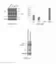 Fig. 09 - COMPOSITIONS AND METHODS FOR TARGETING O-LINKED N-ACETYLGLUCOSAMINE TRANSFERASE AND PROMOTING WOUND HEALING