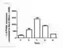 Fig. 05 - siRNA structures for high activity and reduced off target