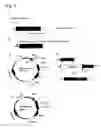 Fig. 08 - METHOD FOR PRODUCING VECTOR IN WHICH FOREIGN GENE HAS BEEN INTRODUCED