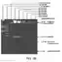 Fig. 07 - METHODS OF MAKING MINICIRCLES
