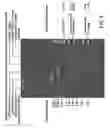 Fig. 10 - METHODS OF MAKING MINICIRCLES