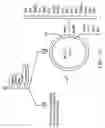 Fig. 19 - METHODS OF MAKING MINICIRCLES