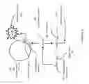 Fig. 09 - Non-replicative transduction particles and transduction particle-based reporter systems