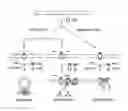 Fig. 01 - TECHNIQUES FOR TRANSFECTING PROTOPLASTS