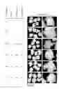 Fig. 07 - Compositions and methods for site directed genomic modification