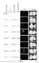 Fig. 08 - Compositions and methods for site directed genomic modification