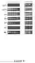 Fig. 07 - Methods and compositions for identifying NBB1 mutations
