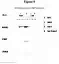 Fig. 10 - Methods and compositions for identifying NBB1 mutations