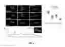 Fig. 04 - PLANTS WITH ENHANCED RESISTANCE TO PHYTOPHTHORA