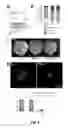 Fig. 05 - PLANTS WITH ENHANCED RESISTANCE TO PHYTOPHTHORA