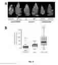 Fig. 07 - PLANTS WITH ENHANCED RESISTANCE TO PHYTOPHTHORA