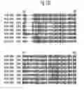 Fig. 49 - Insecticidal proteins from plants