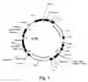 Fig. 02 - PROTEIN EXPRESSION FROM MULTIPLE NUCLEIC ACIDS