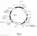 Fig. 03 - PROTEIN EXPRESSION FROM MULTIPLE NUCLEIC ACIDS