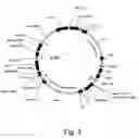 Fig. 04 - PROTEIN EXPRESSION FROM MULTIPLE NUCLEIC ACIDS