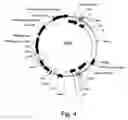 Fig. 05 - PROTEIN EXPRESSION FROM MULTIPLE NUCLEIC ACIDS