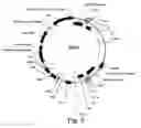 Fig. 06 - PROTEIN EXPRESSION FROM MULTIPLE NUCLEIC ACIDS