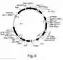 Fig. 09 - PROTEIN EXPRESSION FROM MULTIPLE NUCLEIC ACIDS