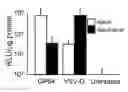 Fig. 01 - METHODS FOR PRODUCING AND USING IN VIVO PSEUDOTYPED RETROVIRUSES