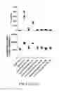 Fig. 04 - Recombinant AAV vectors useful for reducing immunity against transgene products