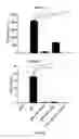 Fig. 10 - Recombinant AAV vectors useful for reducing immunity against transgene products