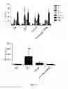 Fig. 16 - Recombinant AAV vectors useful for reducing immunity against transgene products