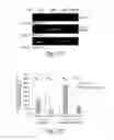Fig. 12 - Isolation of novel AAV's and uses thereof
