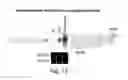Fig. 13 - Isolation of novel AAV's and uses thereof