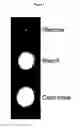 Fig. 02 - Cyclodextrin glucanotransferase