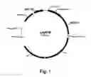 Fig. 02 - Enzyme Compositions and Uses Thereof