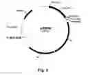 Fig. 03 - Enzyme Compositions and Uses Thereof