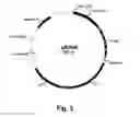 Fig. 04 - Enzyme Compositions and Uses Thereof