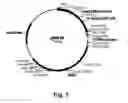 Fig. 08 - Enzyme Compositions and Uses Thereof