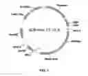 Fig. 02 - METHOD FOR MODULATING GALACTOSYLATION OF RECOMBINANT PROTEIN THROUGH OPTIMIZATION OF CULTURE MEDIUM