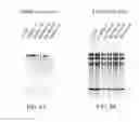 Fig. 04 - Oligosaccharide modification and labeling of proteins