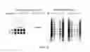 Fig. 09 - Oligosaccharide modification and labeling of proteins