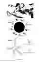 Fig. 02 - Transgenic bacteria with expanded amino acid usage and nucleic acid molecules for use in the same