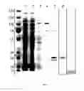 Fig. 10 - Transgenic bacteria with expanded amino acid usage and nucleic acid molecules for use in the same