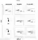 Fig. 06 - COMPOSITIONS AND METHODS FOR IDENTIFYING ENZYME MODULATORS OR INHIBITORS