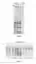 Fig. 04 - Composition and method for stabilizing nucleic acids in biological samples