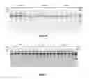 Fig. 06 - Composition and method for stabilizing nucleic acids in biological samples