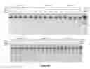 Fig. 07 - Composition and method for stabilizing nucleic acids in biological samples