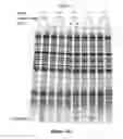 Fig. 10 - Composition and method for stabilizing nucleic acids in biological samples
