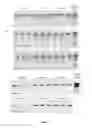Fig. 15 - Composition and method for stabilizing nucleic acids in biological samples