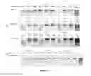 Fig. 16 - Composition and method for stabilizing nucleic acids in biological samples