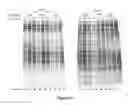 Fig. 17 - Composition and method for stabilizing nucleic acids in biological samples